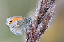 Kleines Wiesenvögelchen