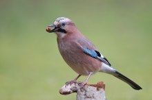 Eichelhäher mit erbeuteten Haselnüssen