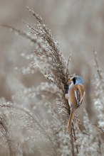 Bartmeise im Habitat