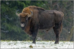 Wisentbulle Egnar
