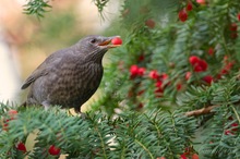 Jetzt aber schnell die roten Kugel an den Baum