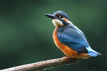 Der Eisvogel (Alcedo atthis)