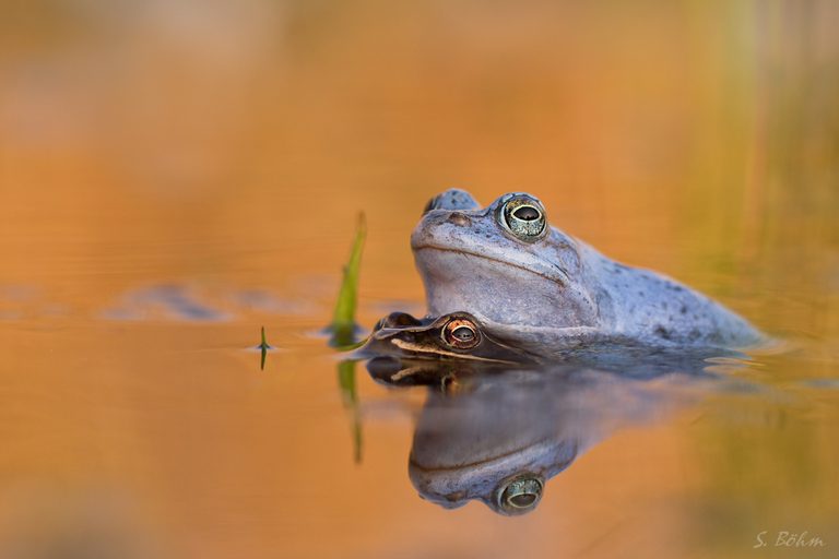 Froschparadies