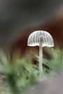 "Leuchtpilz"