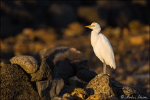 Kuhreiher (Bubulcus ibis) auf Lanzarote