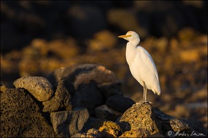Kuhreiher (Bubulcus ibis) auf Lanzarote