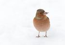 der buchfink im winter...