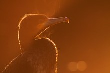 Kormoran I