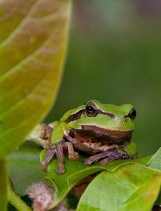 Laubfrosch