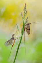 Die Eintagsfliegen