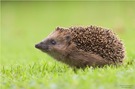 Der Igel