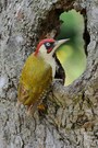 Vogel des Jahres 2014
