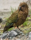 Kea