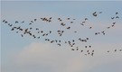 Wildgansschwarm Mitte Dezember