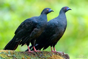 Mohrenguan - Black Guan - Chamaepetes unicolor