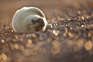 Am Glitzerstrand II