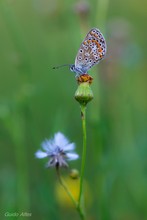 Bläuling auf der "Blume im Revier"