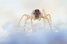 Arctic Spider