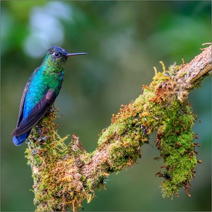 Feuerkehlkolibri -  Panterpe insignis