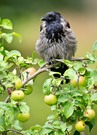 Als Nachbars Baum...