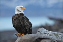 Weißkopfseeadler