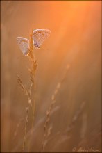 Bläulinge beim Sonnenbad