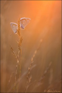 Bläulinge beim Sonnenbad