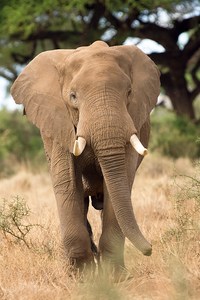 Afrikanischer Elefant von vorn