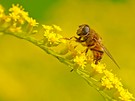 Im Goldenen Überfluss. Ein Wunsch für´s nächste Jahr ?