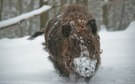 Wildschwein
