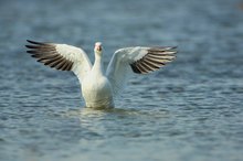 Schneegans (Anser caerulescens)