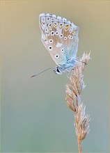 *Polyommatus coridon  ♂*