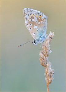 *Polyommatus coridon  ♂*
