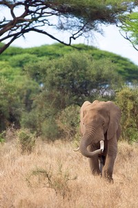 Elefant kreuzt den Weg