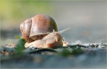 *Helix pomatia*