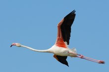 Flamingo im Flug