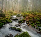 Morgens im Nordschwarzwald