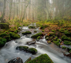 Morgens im Nordschwarzwald