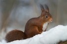 Portrait im Winterwald