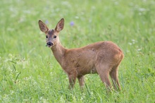 Wählerischer Bock