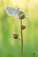 ° Polyommatus icarus °