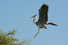 Graureiher im Endanflug