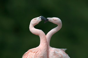 Ein Herz für Flamingos