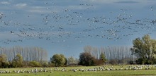 Kraniche im Anflug