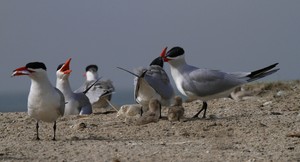 Raubseeschwalben - Gambia River - Atlantik