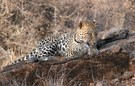 Leopard im Samburu Reservat