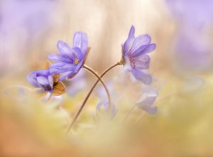 hepatica nobilis