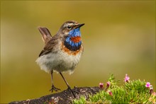 Mein Lieblingsvogel