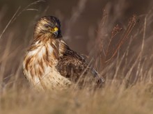 Bussard