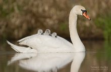 Im Federbett über den Teich